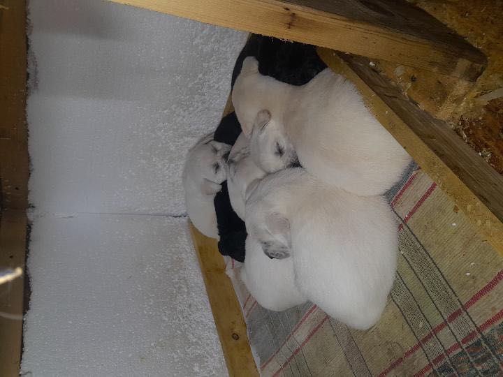 щенята лабрадора