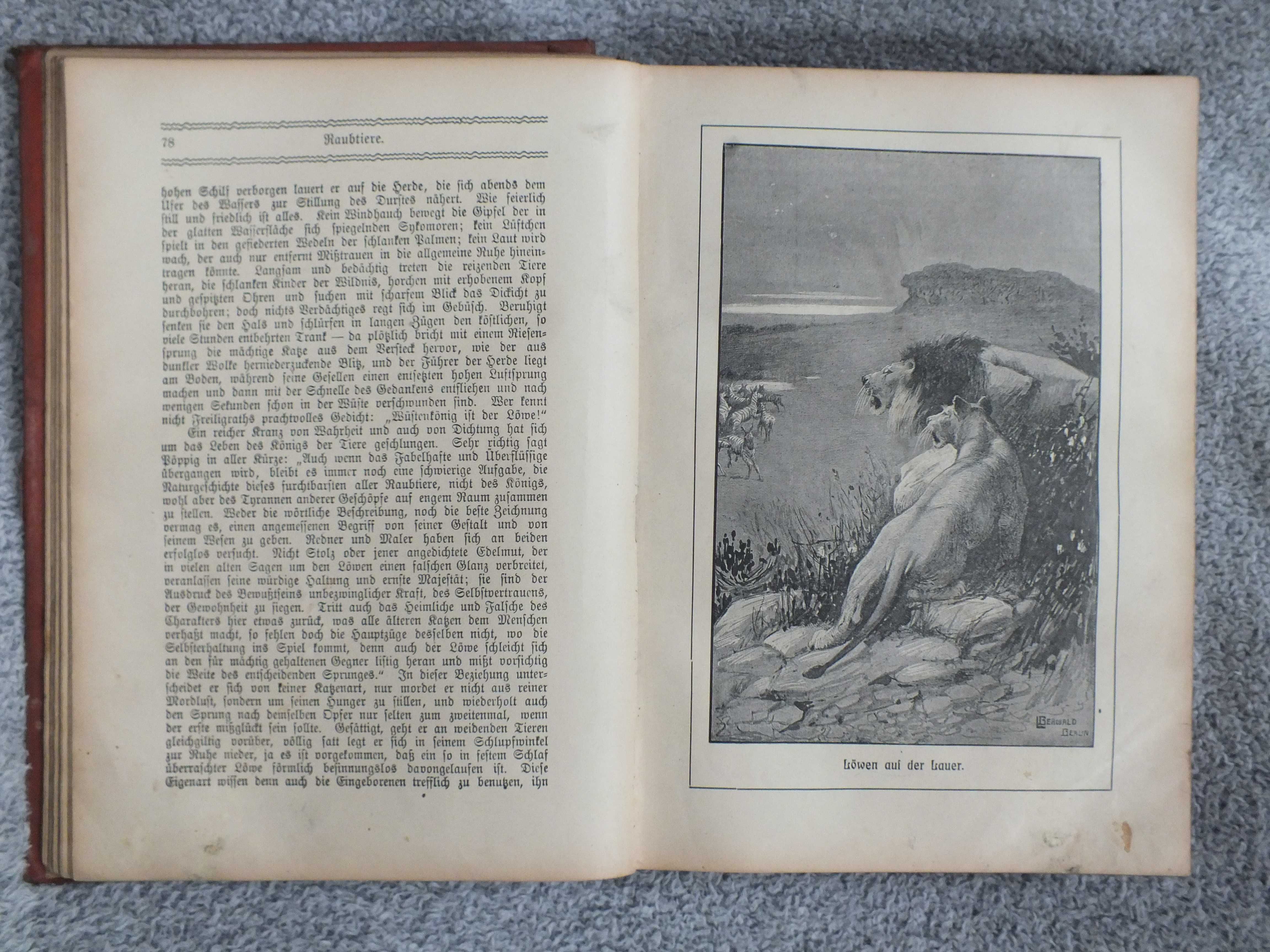 Wyjątkowa Lackowitz: "Das Buch der Tierwelt" 101. Auflage, Berlin 1900