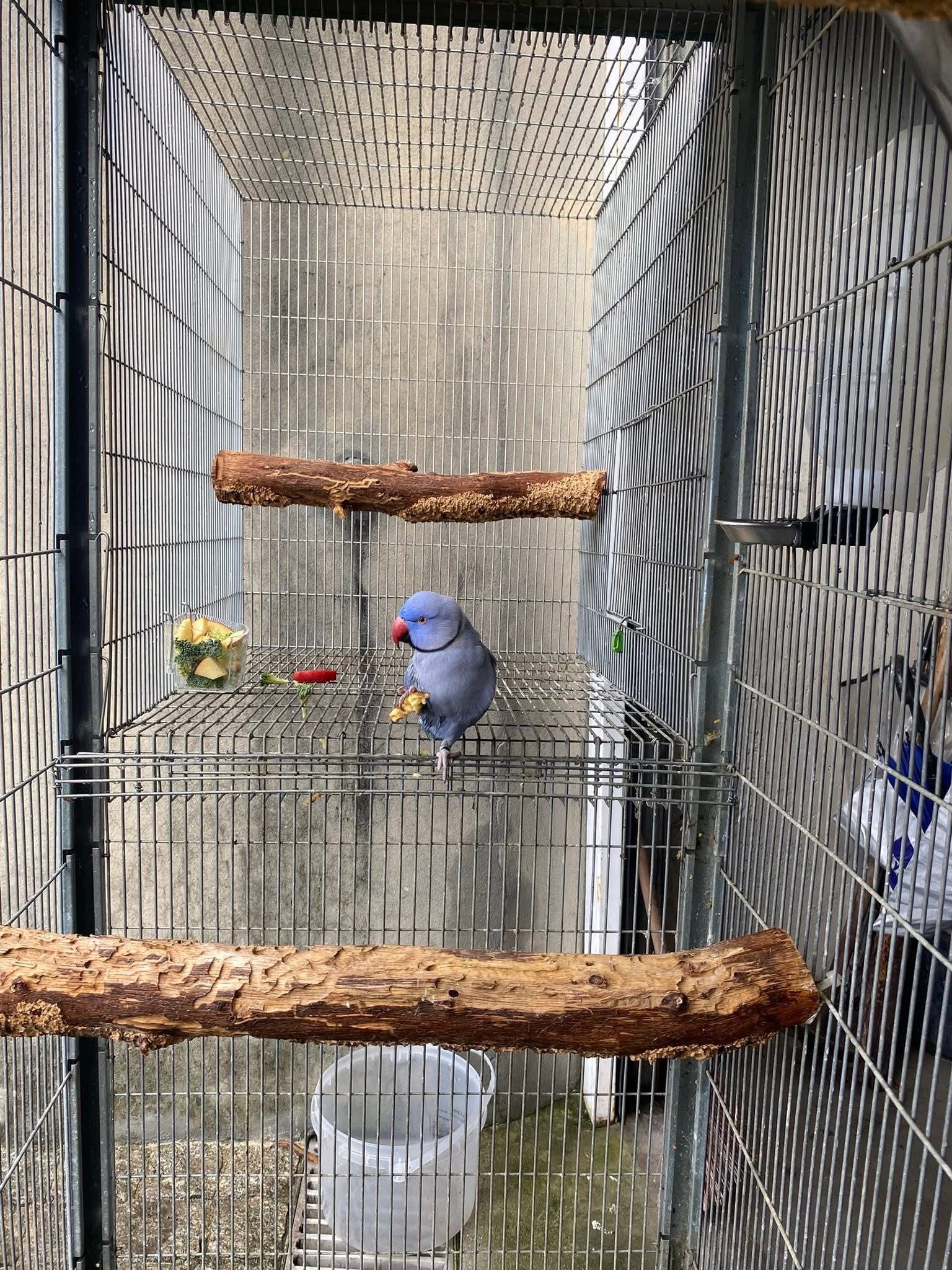 RingNeck violeta