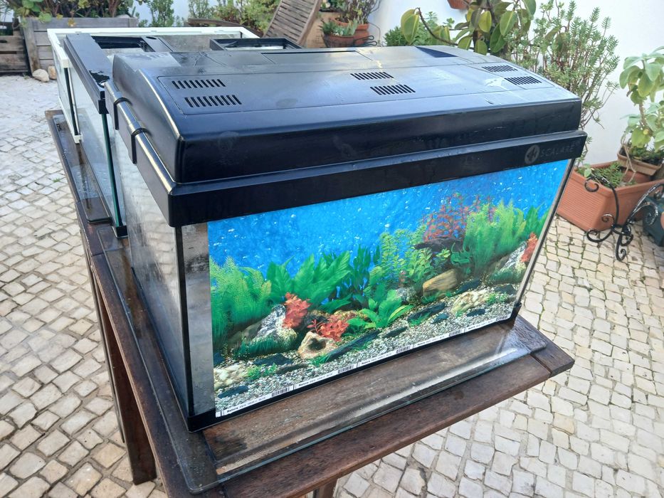 Vários aquários, pequenos e grandes usado