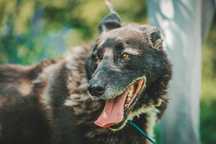 Walker do adopcji!