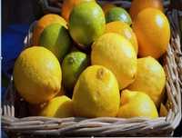 Citrinos biológicos ( laranjas; tangerinas; limões; limas )