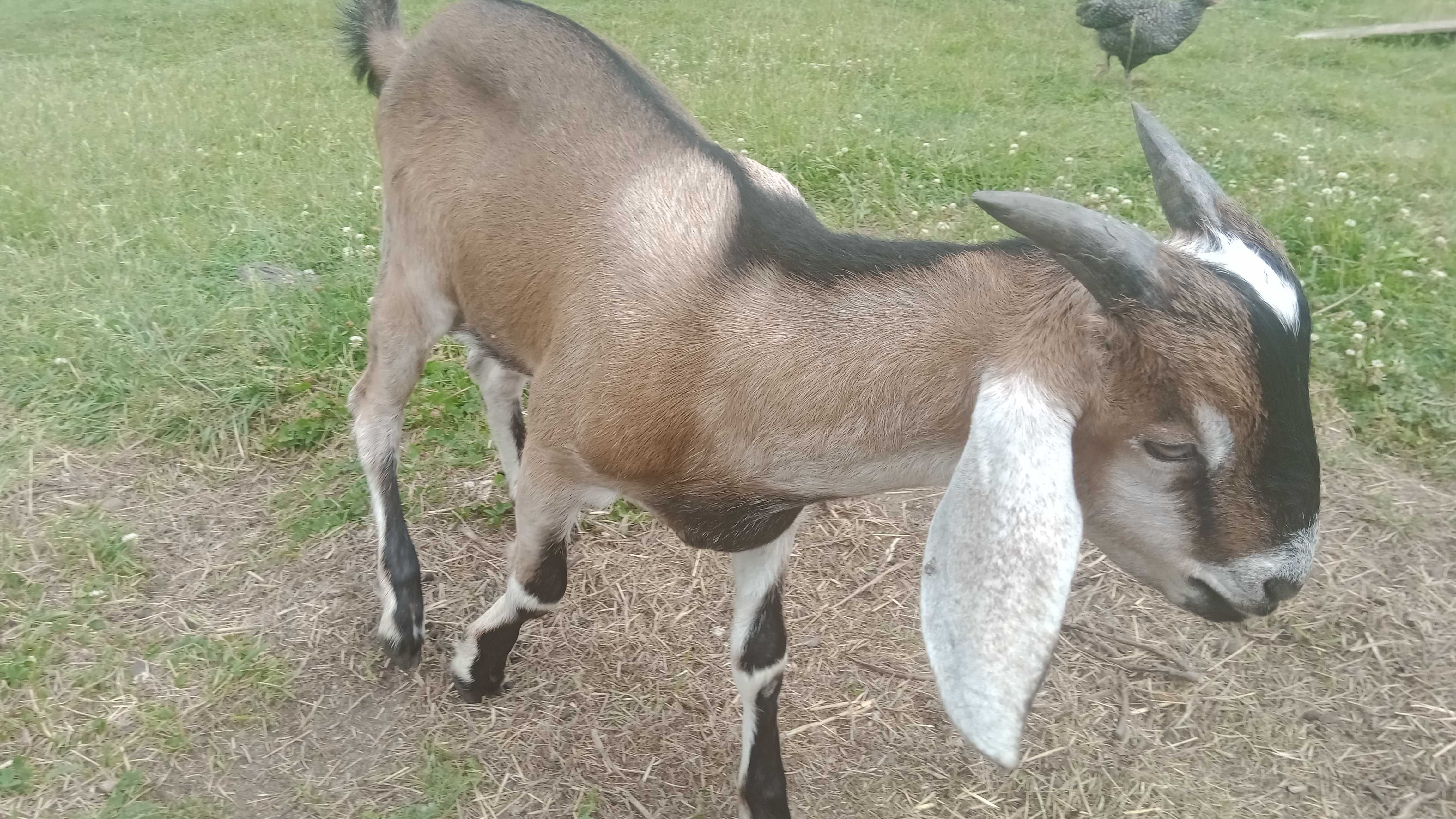 Koziołek Anglonubijski