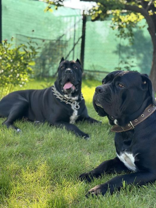 Цуценята cane corso