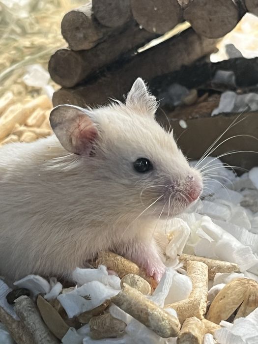 Chomiki syryjskie (chłopcy) Aqualife