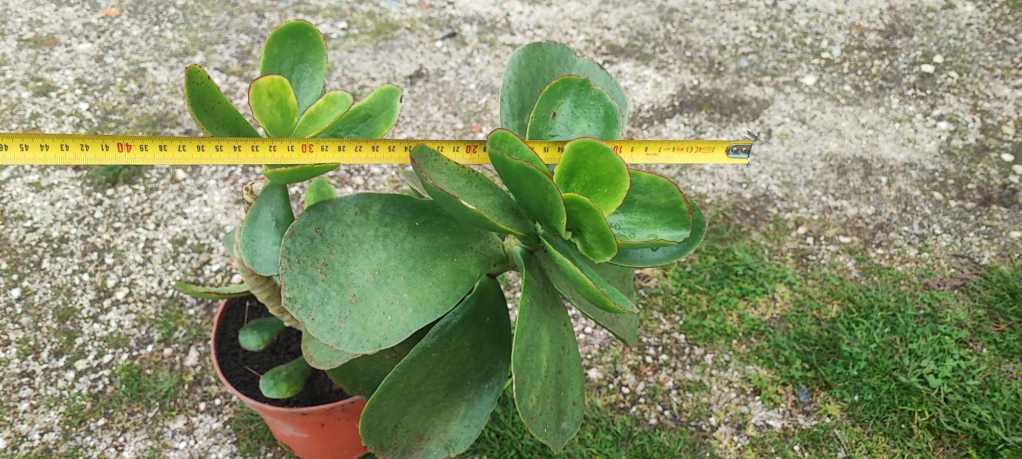 Planta suculenta