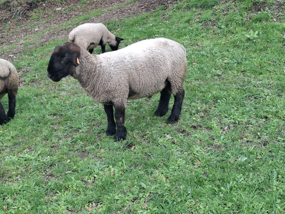 Suffolk Macho (Puro)