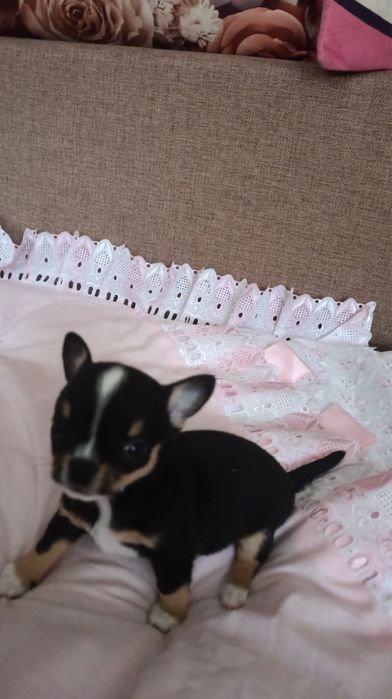 Чіхуахуа хлопці і дівачинка