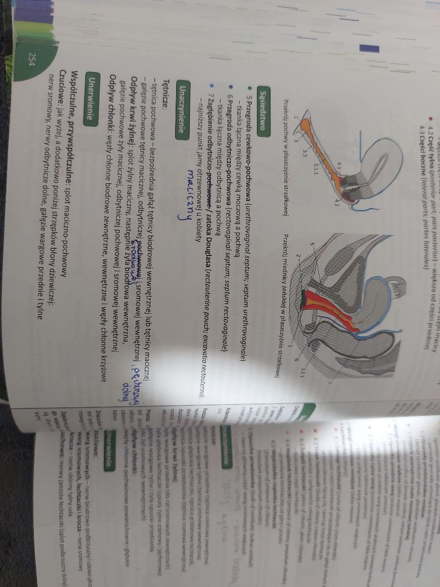 Memorix anatomia