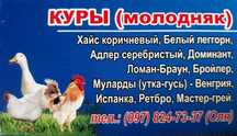 Куры , цыплята , утки , гуси молодняк