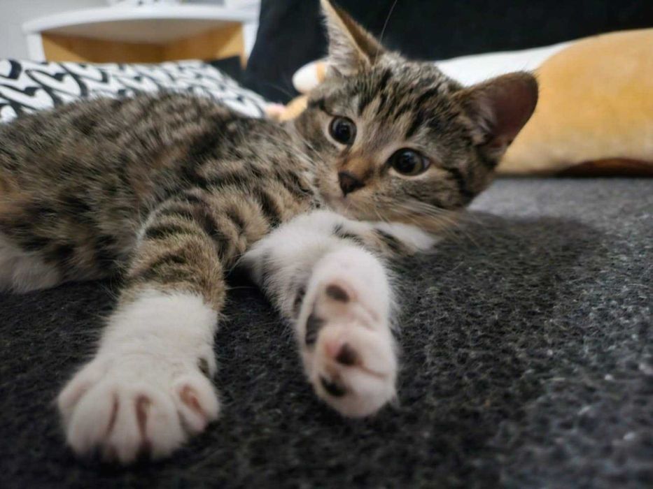 Luna szuka swojego człowieka