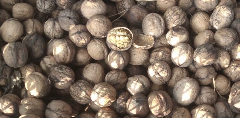 Грецкий Орех , Куриловка