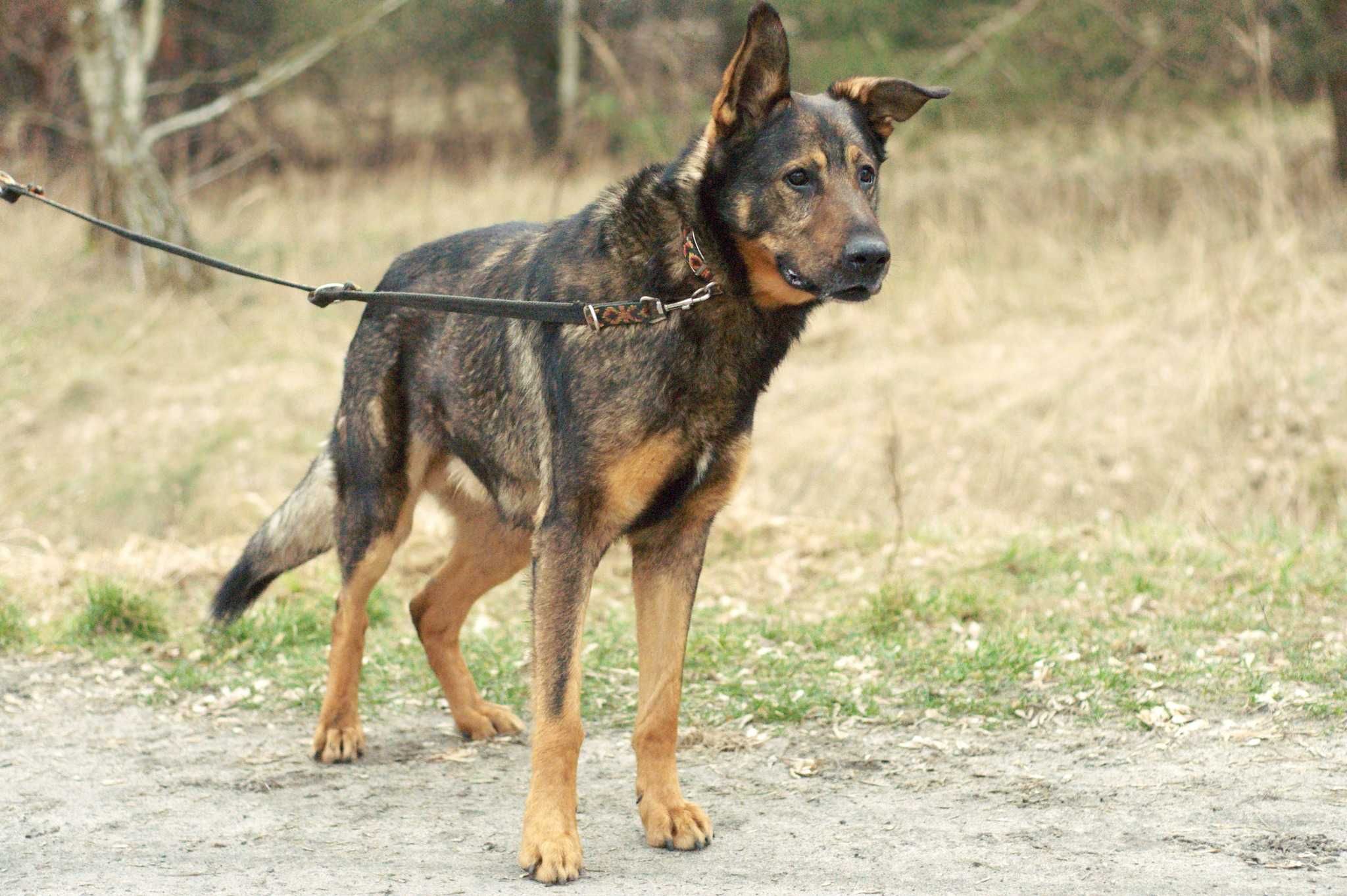 VULTO - najłagodniejszy olbrzymek w schronisku, psiak do pokochania