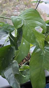 Epipremnum pinnatum variegated/ епіпремнум варієгатний