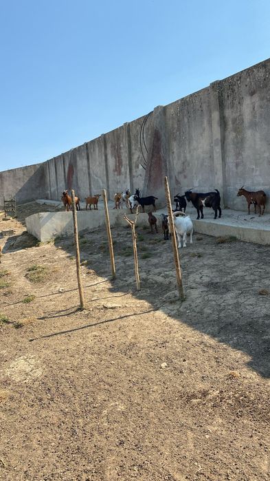 Varias Cabras a venda