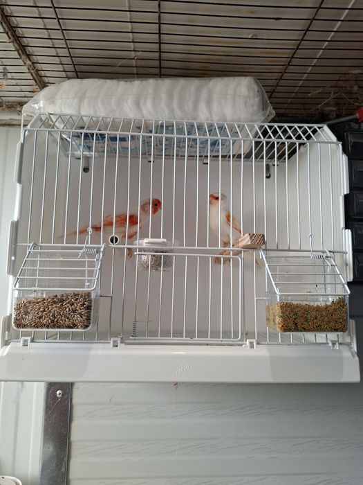 Canarios mosaico vermelho