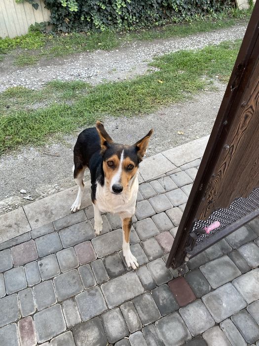 Віддам цуценят в добрі руки.