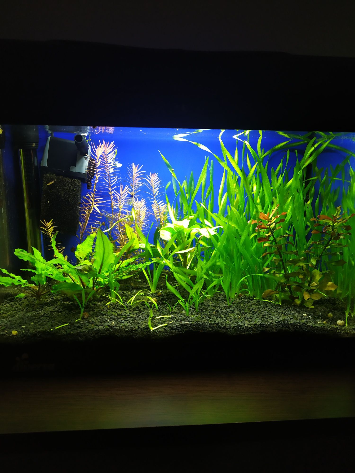 Trawka spiralna mini - roślina do akwarium