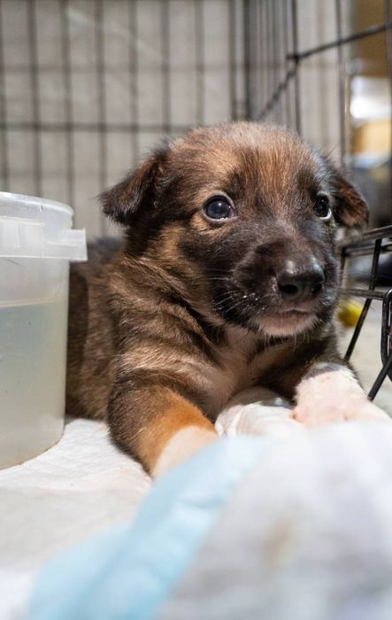 Отдам даром в добрые руки щенков