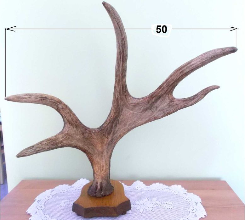 ŁOŚ Zrzut Poroże Rosocha Róg Rogi Trofeum Łopata Dekor Łosia