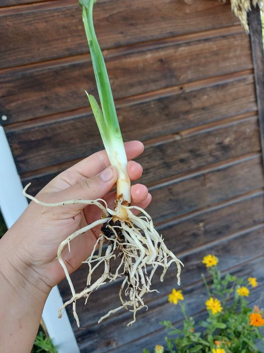 aglaonema maria piękna roślina kolekcjonerska