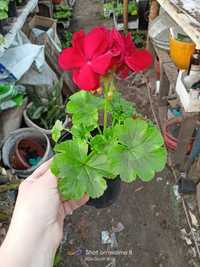 Pelargonie sprzedam