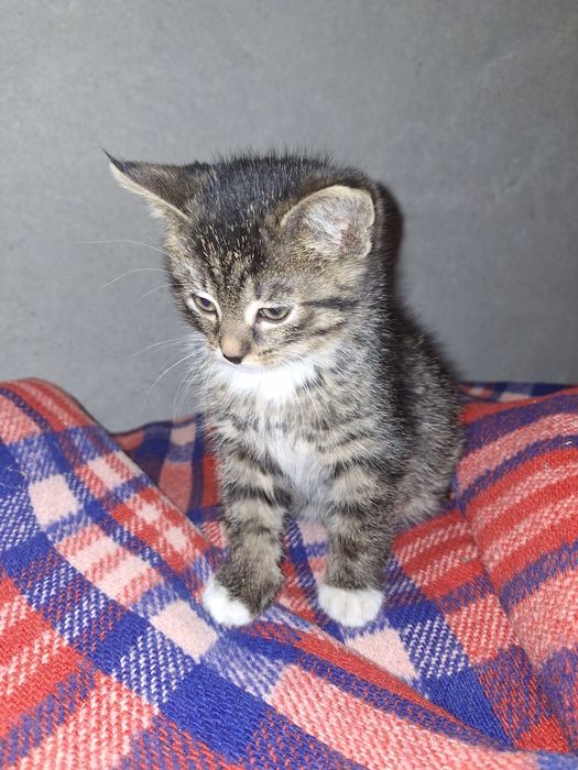 Uroczy kociak szuka domu