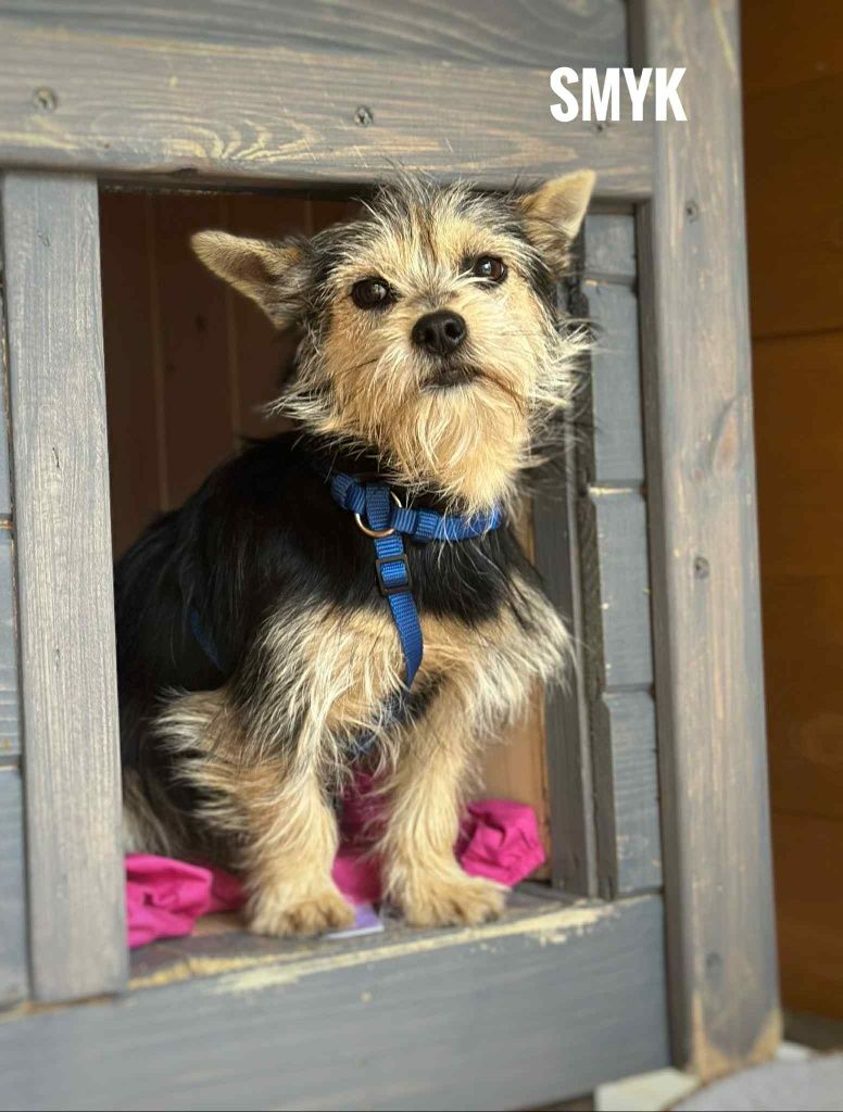 Mikropsy razem do adopcji, 1 roczne