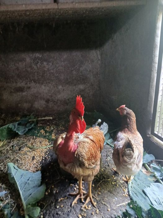 Frangos caseiros e traçados