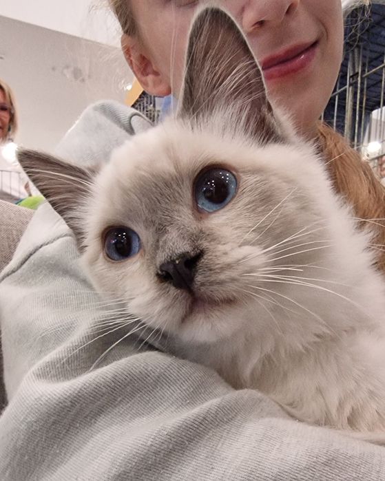 Kocurek Ragdoll blue mitted