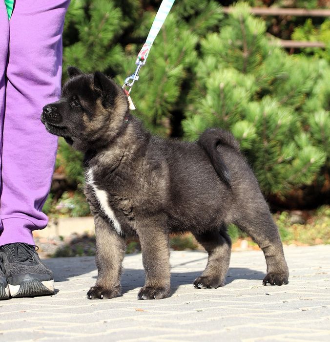 Akita Amerykańska suczka