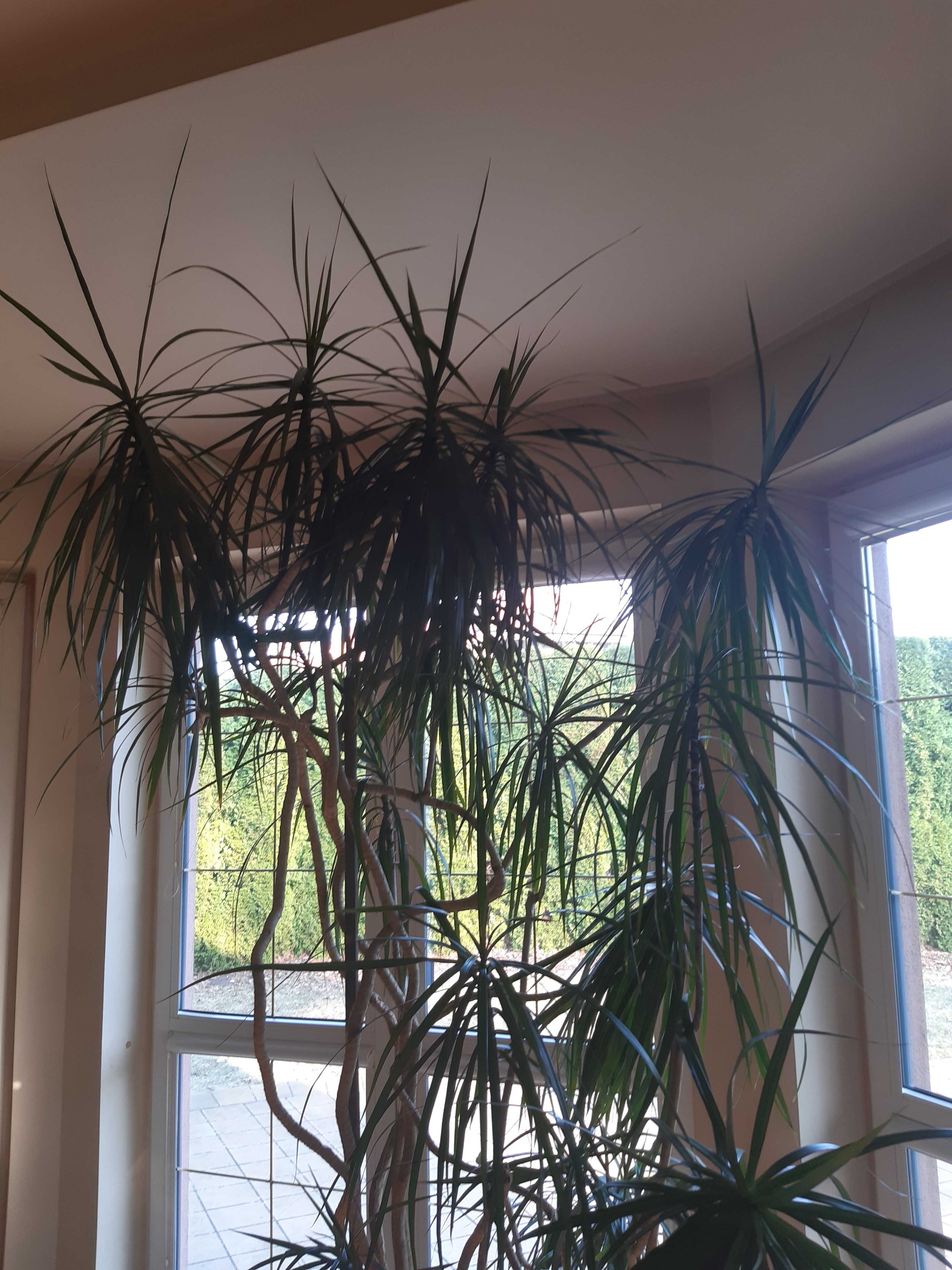 Dracena z doniczką i podstawką z kółkami.