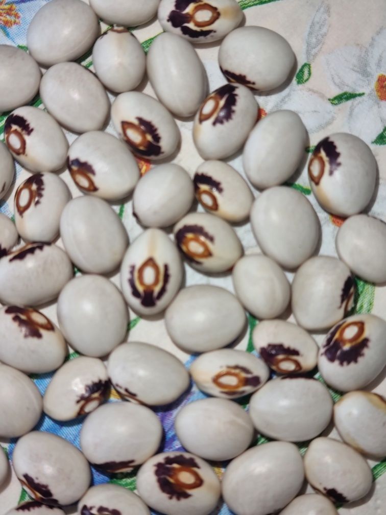 Fasola eucharystyczna, z hostią, nasiona fasoli  100 szt.