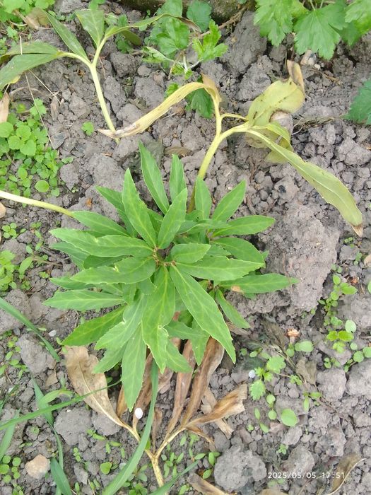 Морозники  чорний продаж