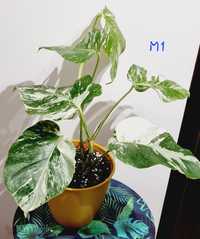 Monstera variegata M1