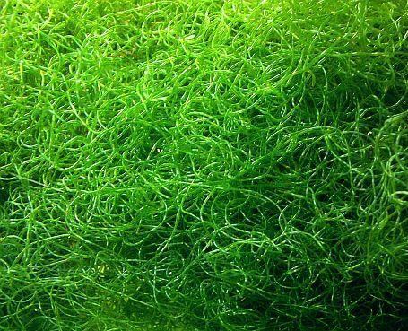 Makroglony chaetomorpha do refugium