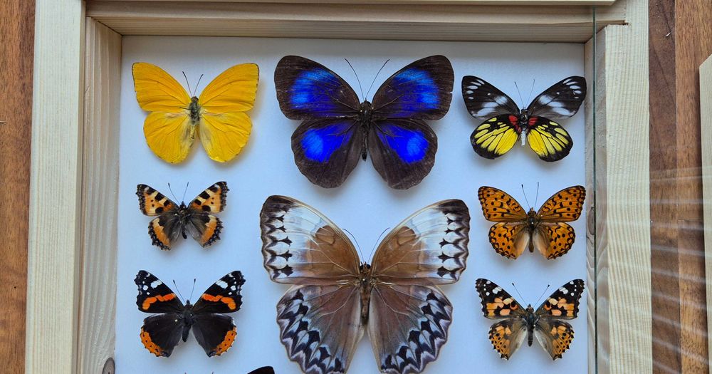 Gablotka motyle ćmy Stichophthalma Thaumantis Urania Papilio i inne