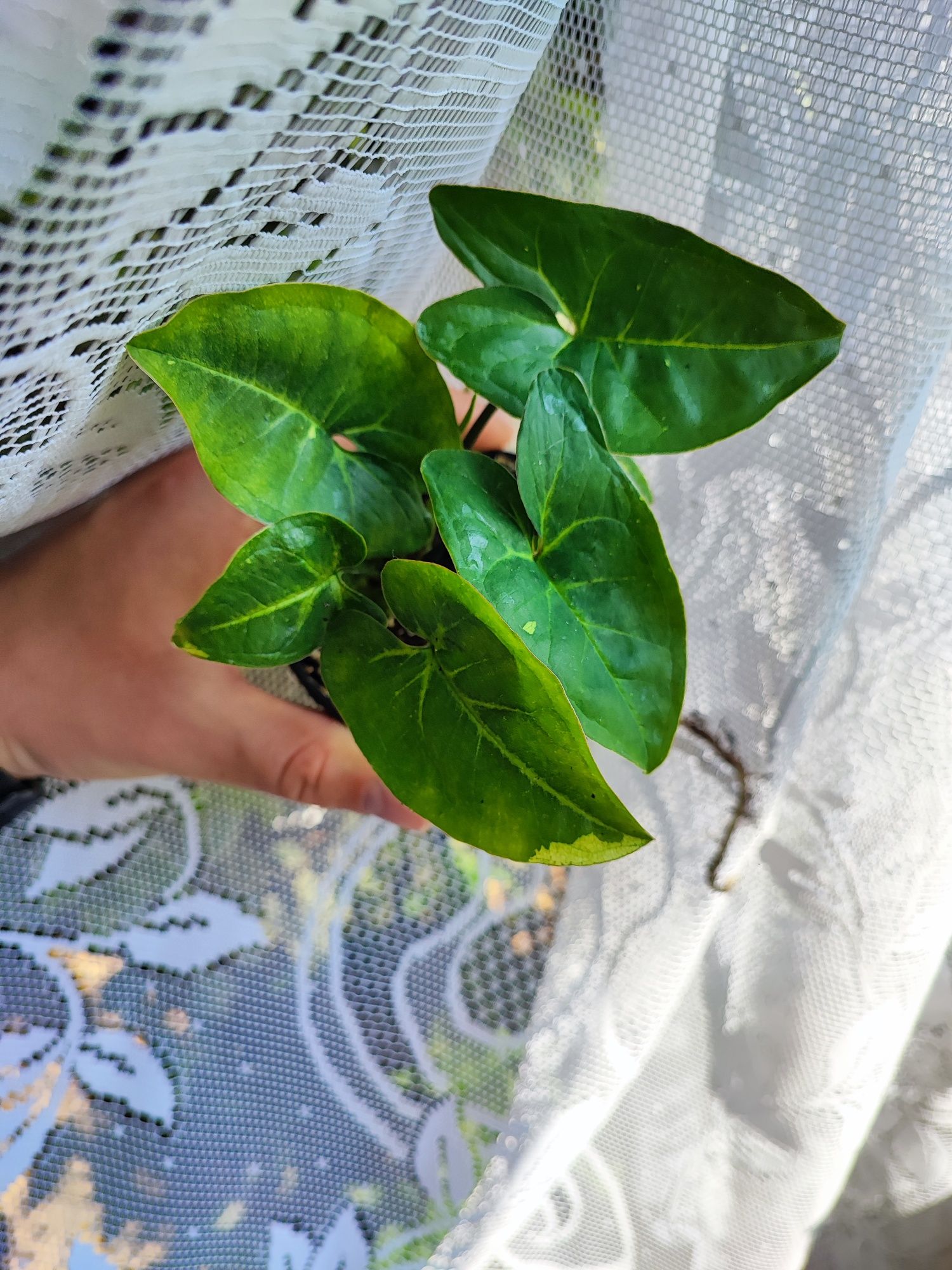 Syngonium Padna rosnące