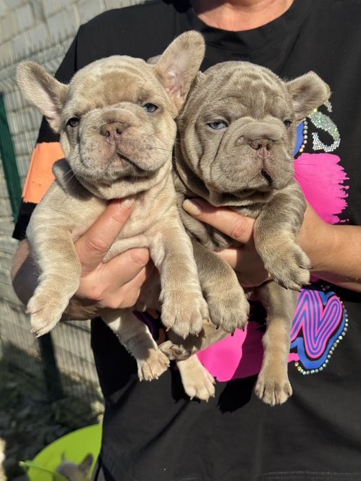 Французкий бульдог бигроп