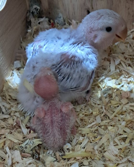 Agapornis roseicollis para criar á mão