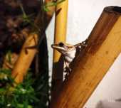 Polypedates leucomystax, żaba latająca bambusowa