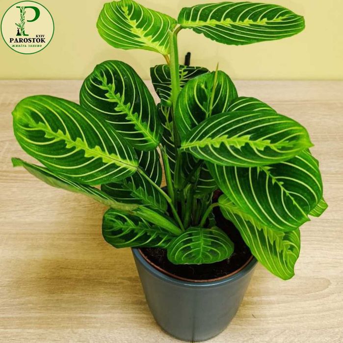 Маранта. Леуконеура Лемон Лайм. Б’юті Кім. Керховена. Тріколор.