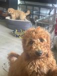 Samiec mini labradoodle f2 apricot