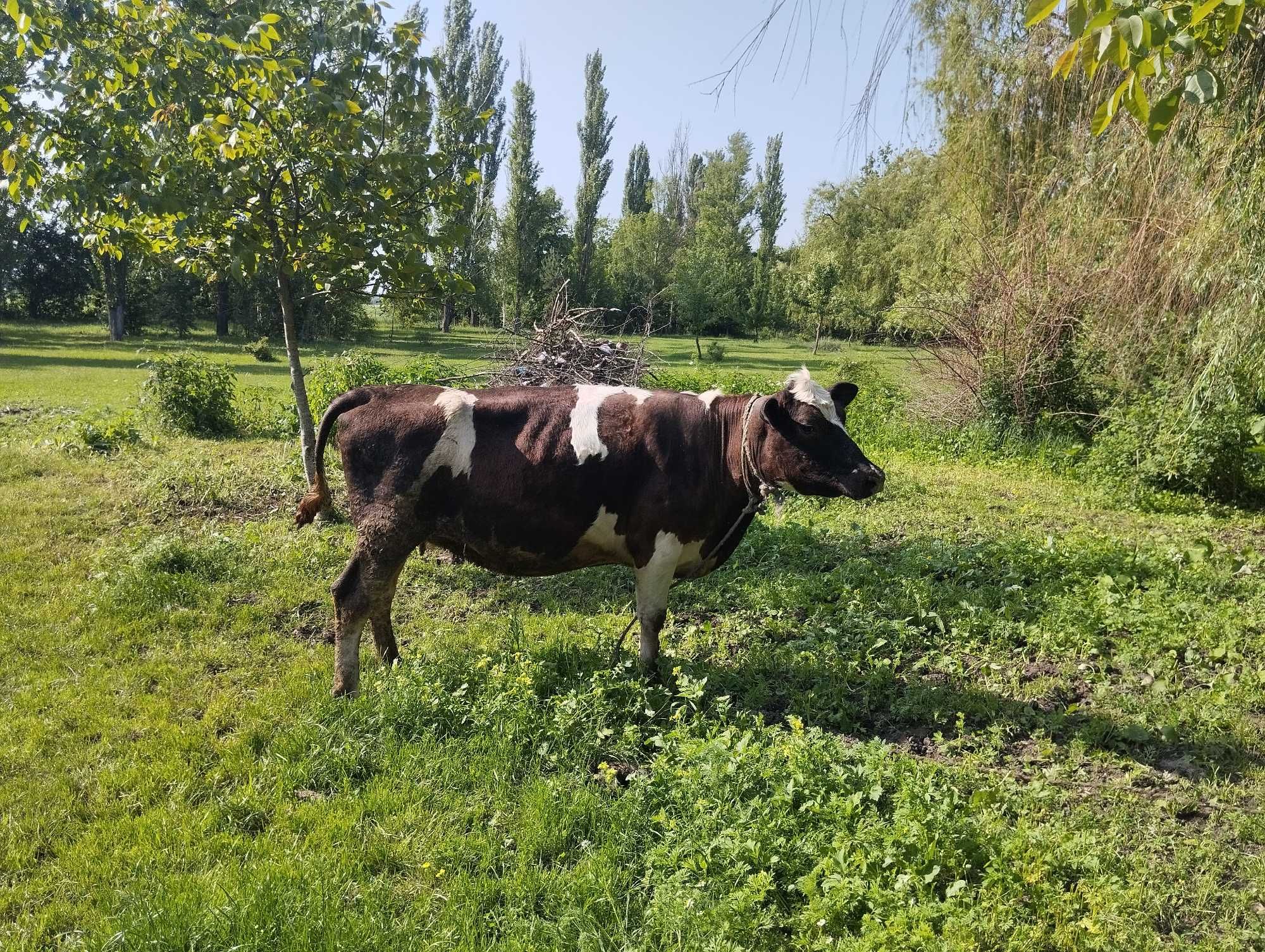 Продам корову "Камолу"на тримання
