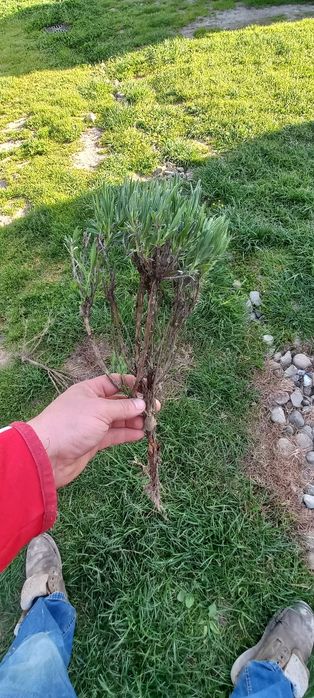 Лаванда Саджанці