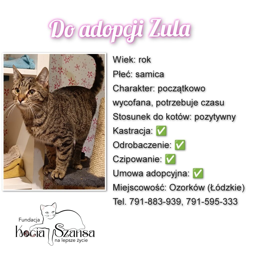 Nieśmiała Zula do adopcji