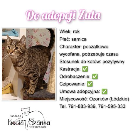 Nieśmiała Zula do adopcji