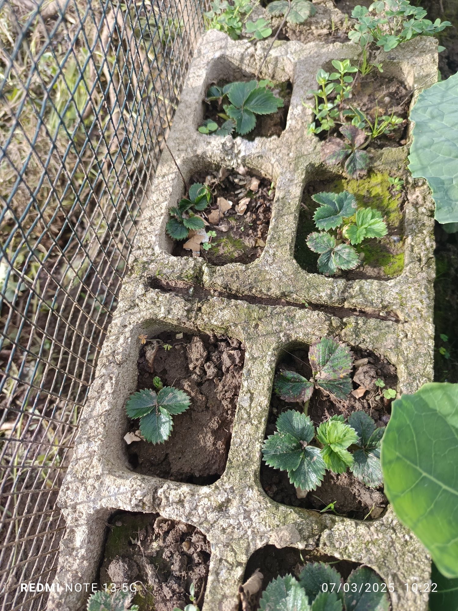 Pés de morangos para plantar