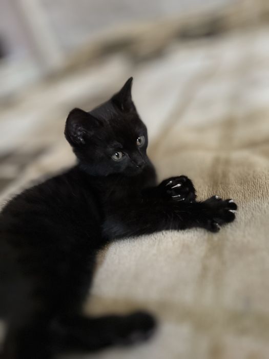 Маленьке диво шукає добрі руки! Бескоштовно.