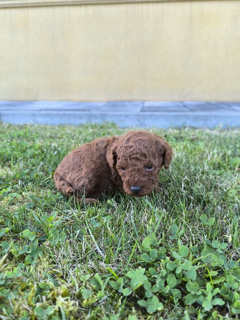Pudel toy Red Brown Chińczyk